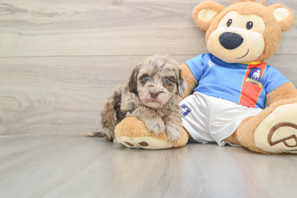 Hypoallergenic Havadoodle Poodle Mix Puppy