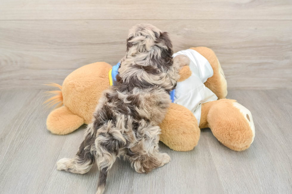 Havapoo Pup Being Cute