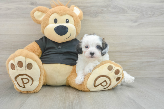 Popular Havapoo Poodle Mix Pup