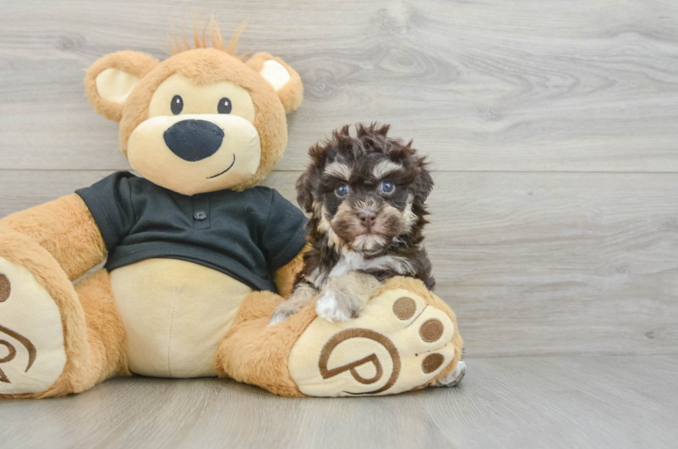 7 week old Havapoo Puppy For Sale - Windy City Pups