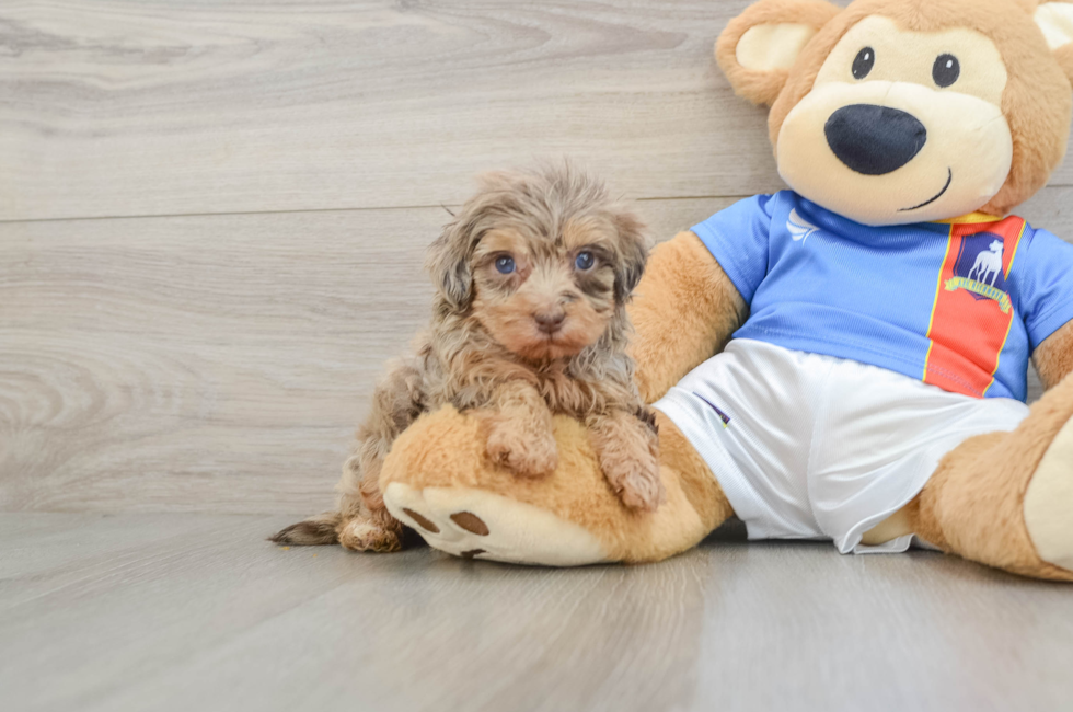 6 week old Havapoo Puppy For Sale - Windy City Pups