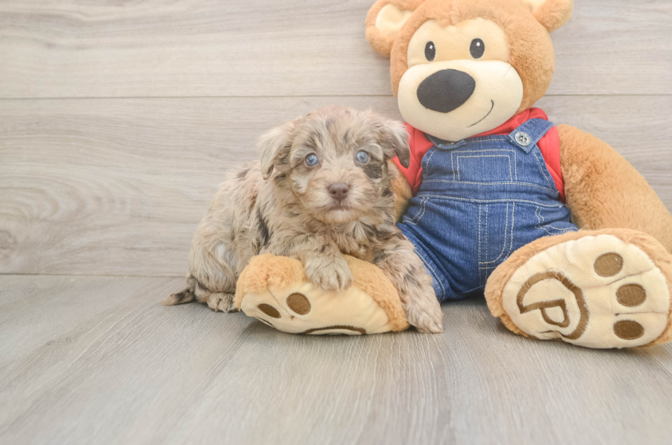 6 week old Havapoo Puppy For Sale - Windy City Pups