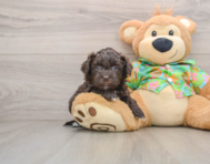 5 week old Havapoo Puppy For Sale - Windy City Pups