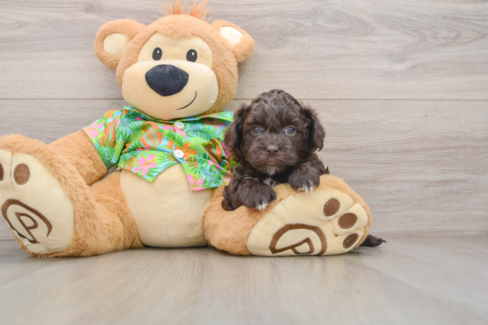 Havapoo Pup Being Cute