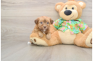 Sweet Havapoo Baby