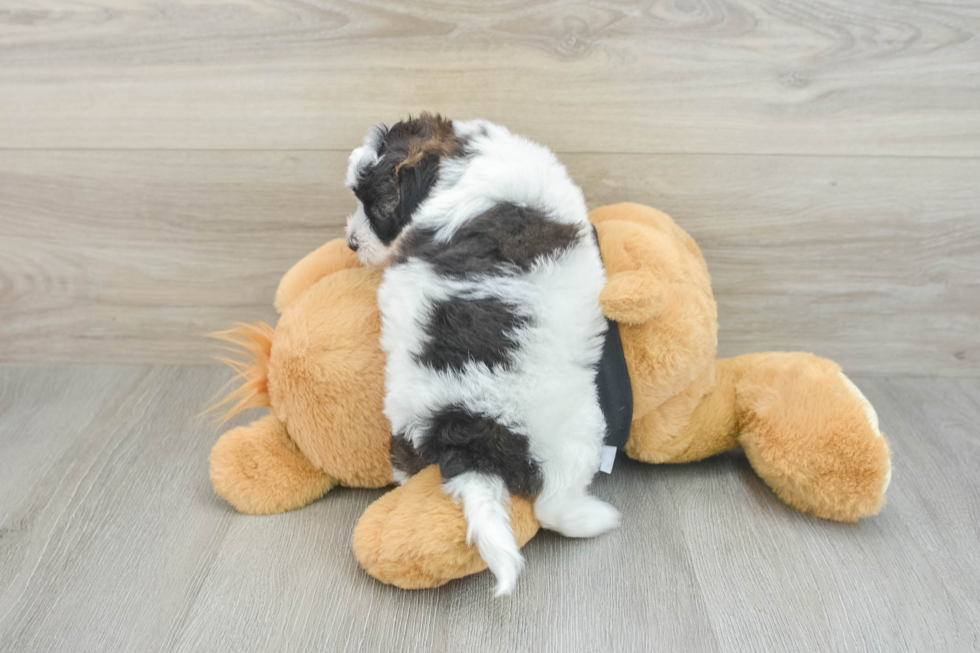 Energetic Havadoodle Poodle Mix Puppy