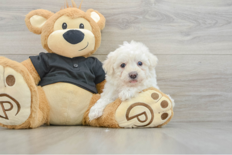 Little Havadoodle Poodle Mix Puppy