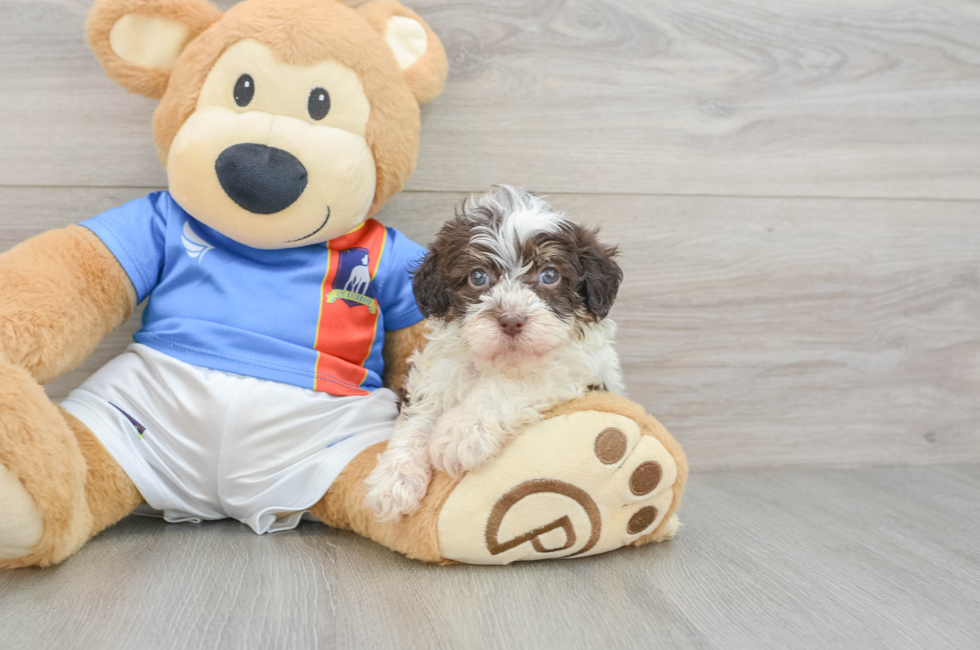 6 week old Havapoo Puppy For Sale - Windy City Pups