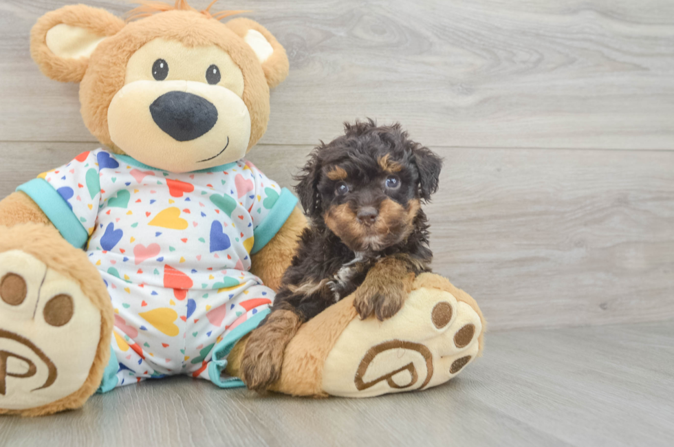5 week old Havapoo Puppy For Sale - Windy City Pups