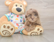 8 week old Havapoo Puppy For Sale - Windy City Pups