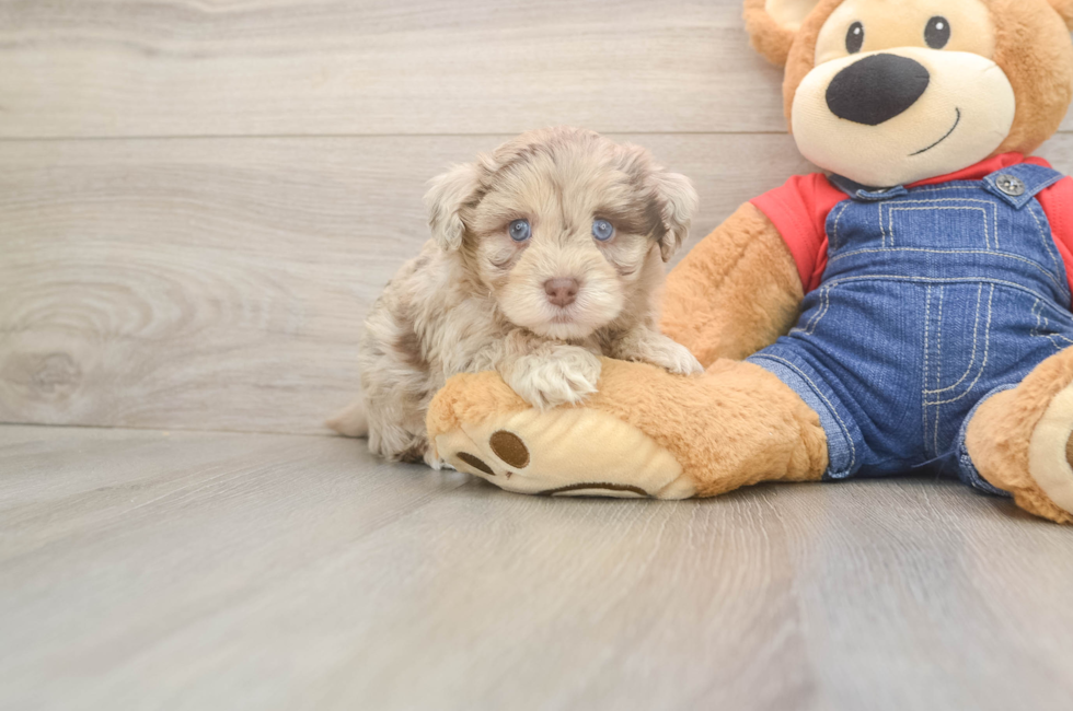 6 week old Havapoo Puppy For Sale - Windy City Pups