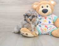 6 week old Havapoo Puppy For Sale - Windy City Pups