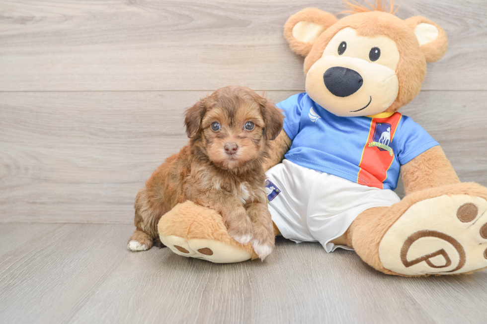 Funny Havapoo Poodle Mix Pup