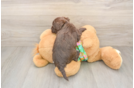 Playful Havadoodle Poodle Mix Puppy