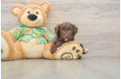 Cute Havapoo Baby