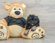 8 week old Havapoo Puppy For Sale - Windy City Pups