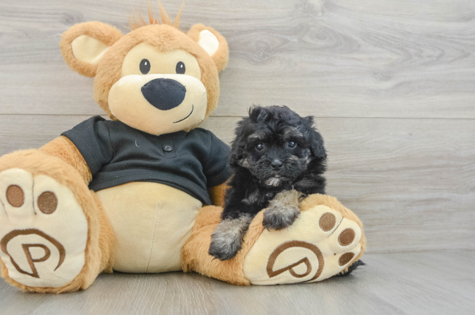 7 week old Havapoo Puppy For Sale - Windy City Pups