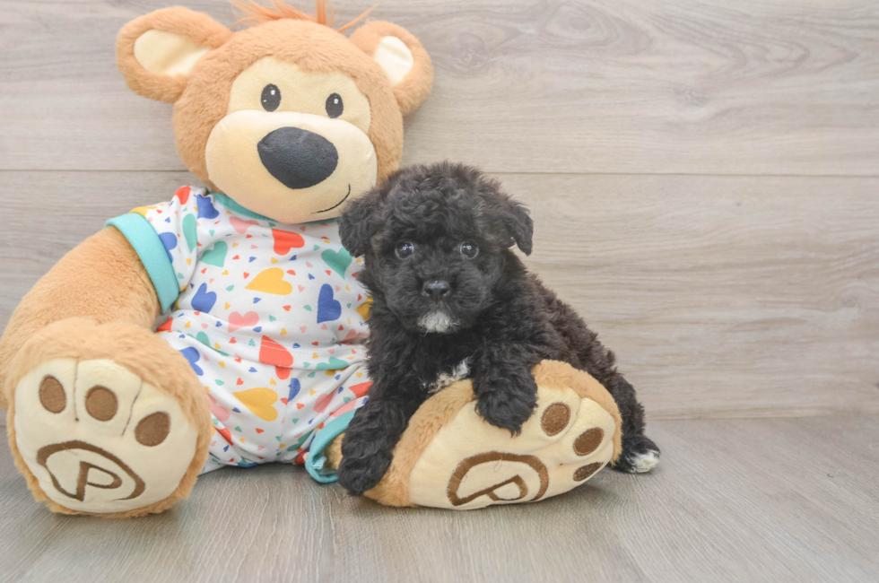 6 week old Havapoo Puppy For Sale - Windy City Pups