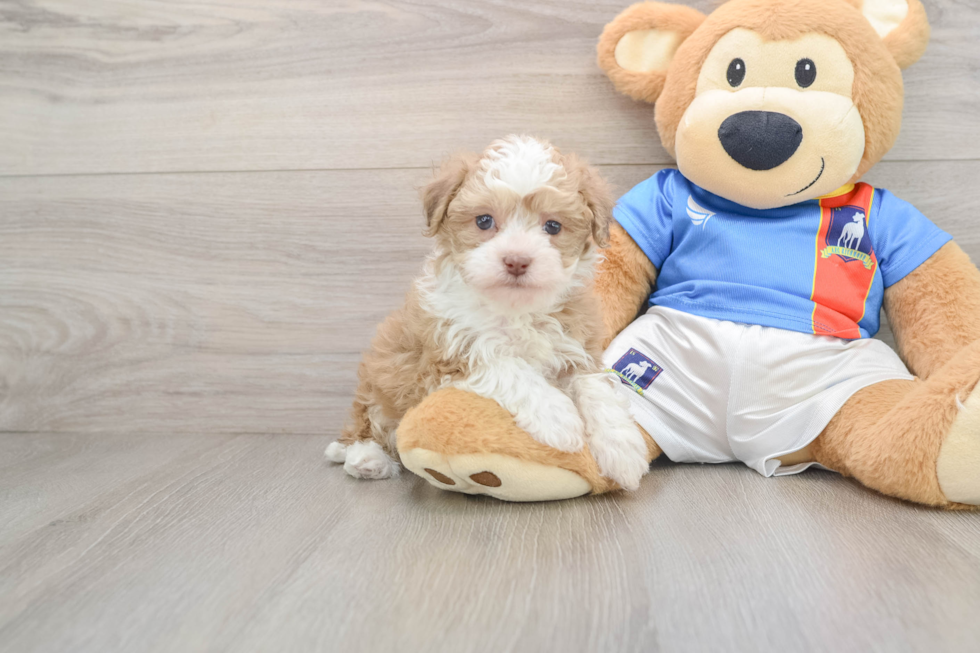 Cute Havapoo Baby