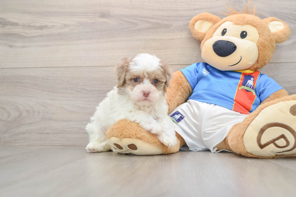 Smart Havapoo Poodle Mix Pup