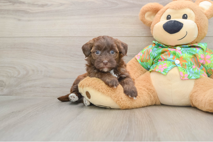 Smart Havapoo Poodle Mix Pup