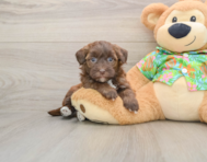 7 week old Havapoo Puppy For Sale - Windy City Pups