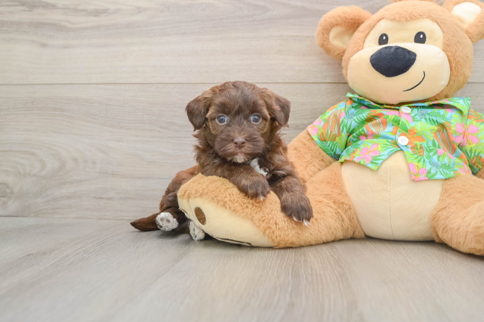 Smart Havapoo Poodle Mix Pup