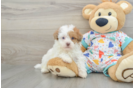 Petite Havapoo Poodle Mix Pup