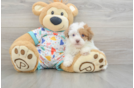 Sweet Havapoo Baby