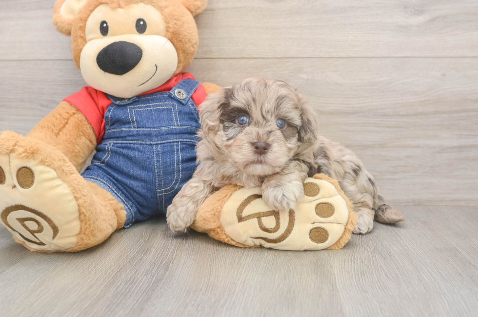 6 week old Havapoo Puppy For Sale - Windy City Pups