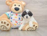 7 week old Havapoo Puppy For Sale - Windy City Pups