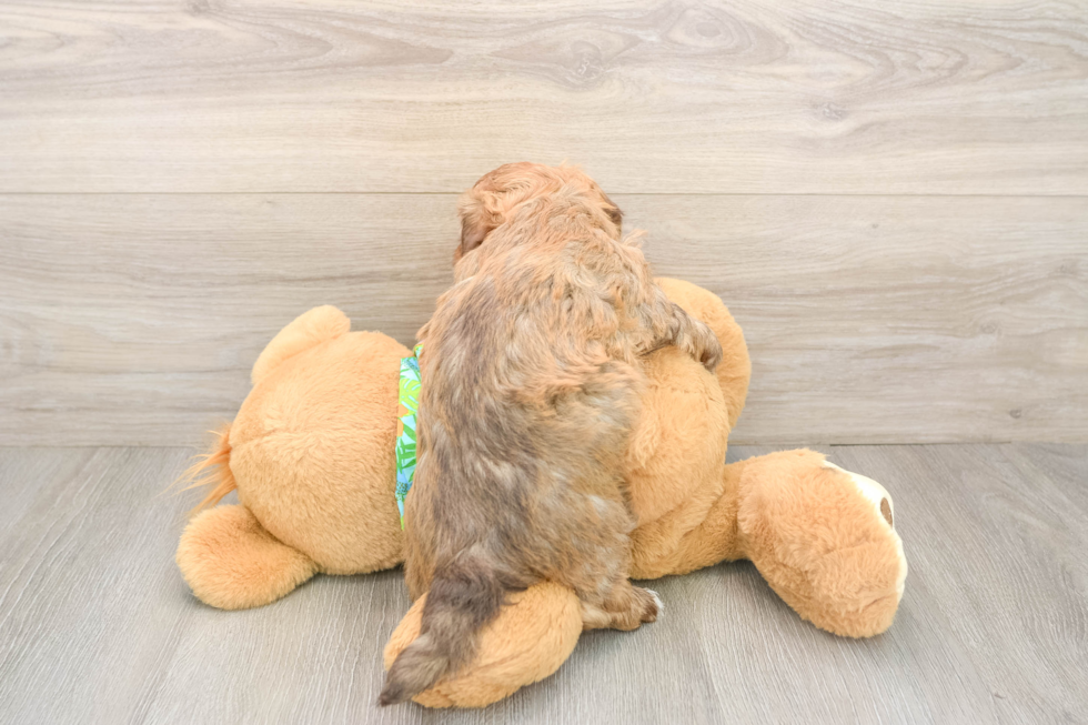 Havapoo Puppy for Adoption