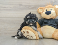 8 week old Havapoo Puppy For Sale - Windy City Pups