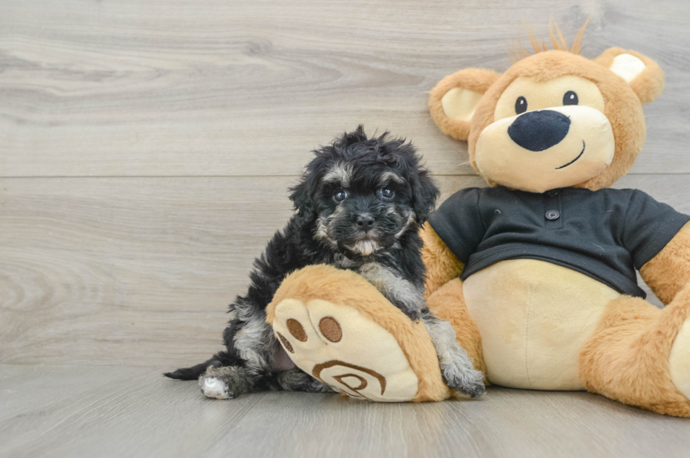 7 week old Havapoo Puppy For Sale - Windy City Pups