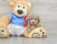 8 week old Havapoo Puppy For Sale - Windy City Pups