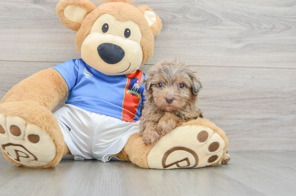 6 week old Havapoo Puppy For Sale - Windy City Pups
