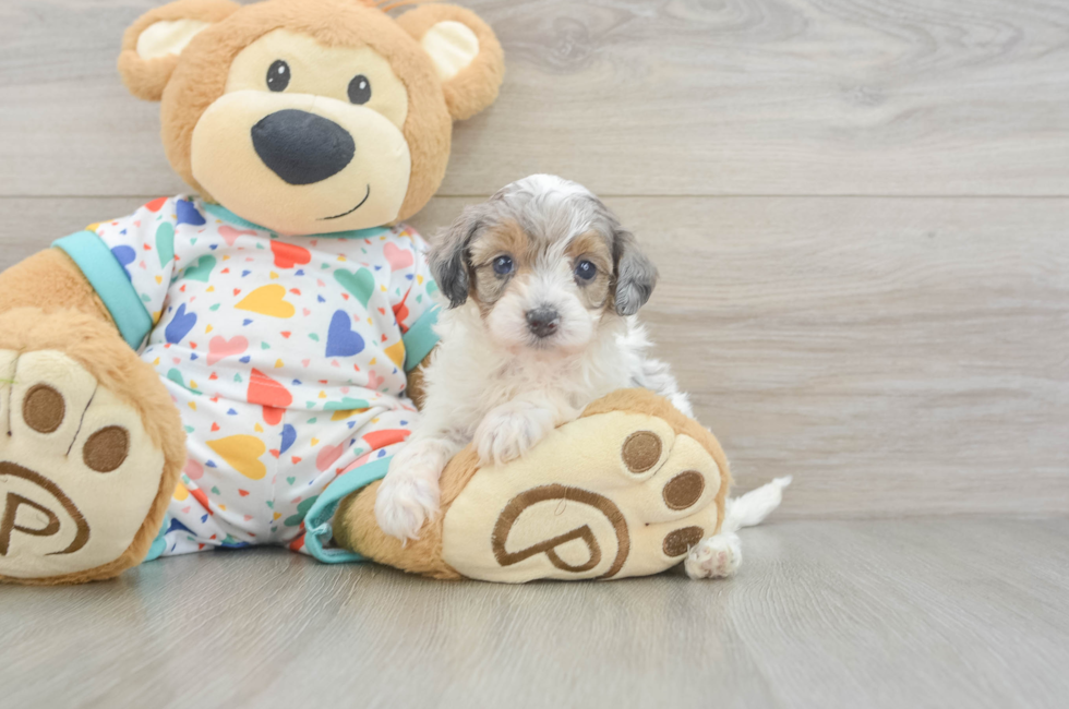 5 week old Havapoo Puppy For Sale - Windy City Pups