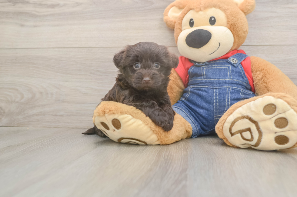 6 week old Havapoo Puppy For Sale - Windy City Pups