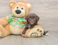 8 week old Havapoo Puppy For Sale - Windy City Pups