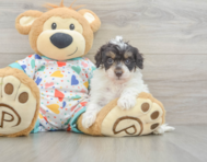8 week old Havapoo Puppy For Sale - Windy City Pups