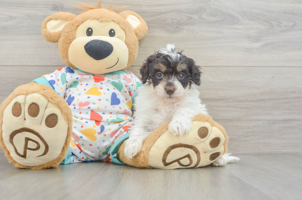 5 week old Havapoo Puppy For Sale - Windy City Pups