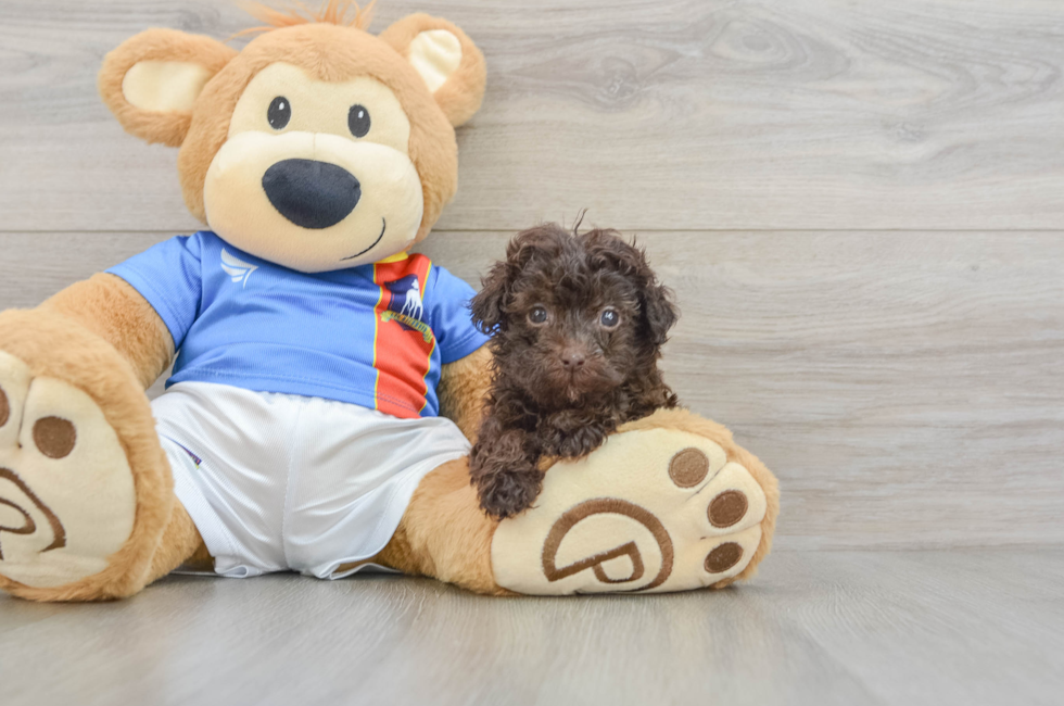 6 week old Havapoo Puppy For Sale - Windy City Pups