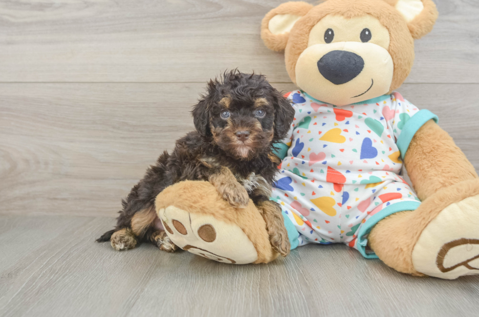 5 week old Havapoo Puppy For Sale - Windy City Pups