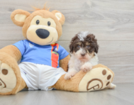 7 week old Havapoo Puppy For Sale - Windy City Pups