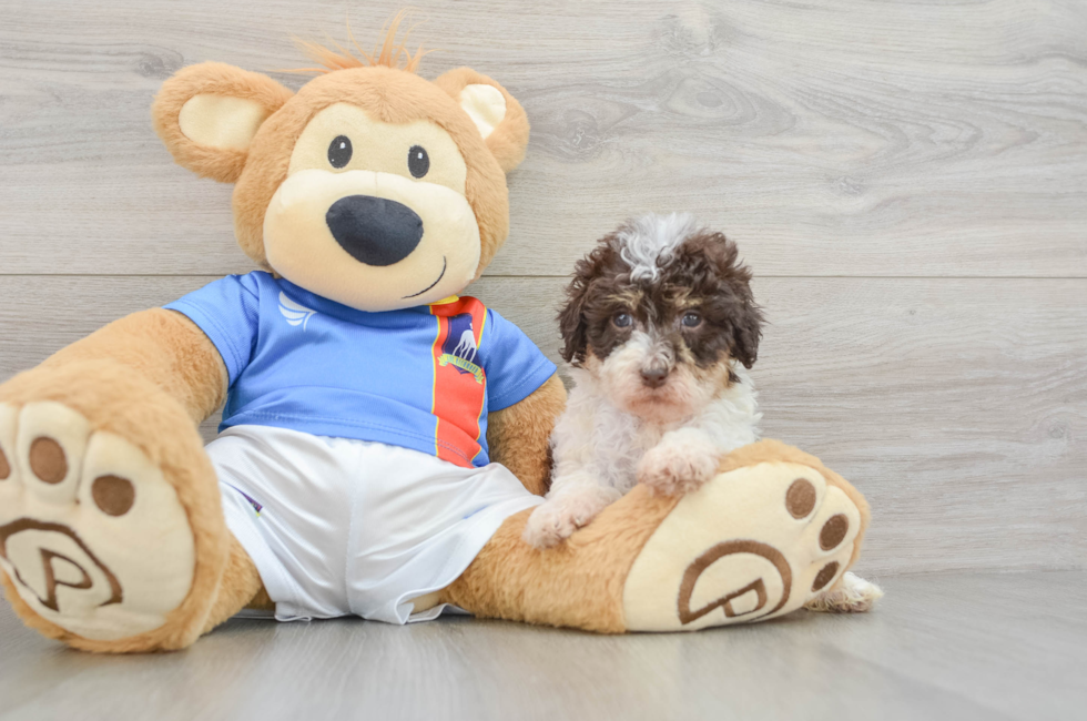 6 week old Havapoo Puppy For Sale - Windy City Pups