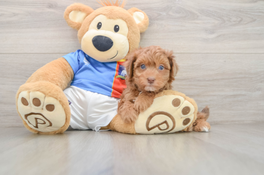 Popular Havapoo Poodle Mix Pup