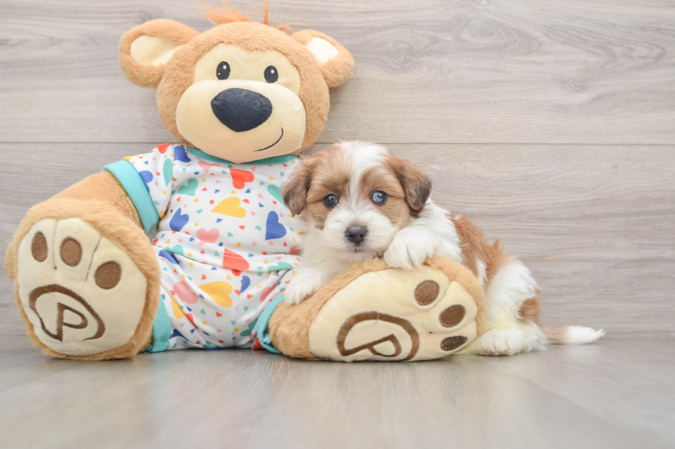 Havapoo Pup Being Cute