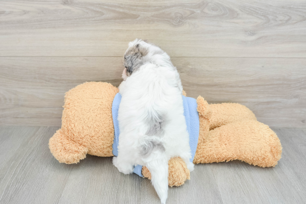 Fluffy Havapoo Poodle Mix Pup