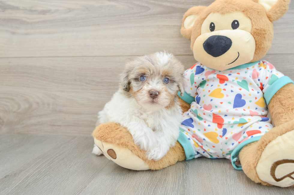 7 week old Havapoo Puppy For Sale - Windy City Pups