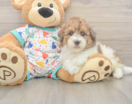 6 week old Havapoo Puppy For Sale - Windy City Pups